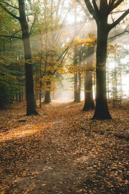 Banjeren door de Oisterwijkse bossen en vennen