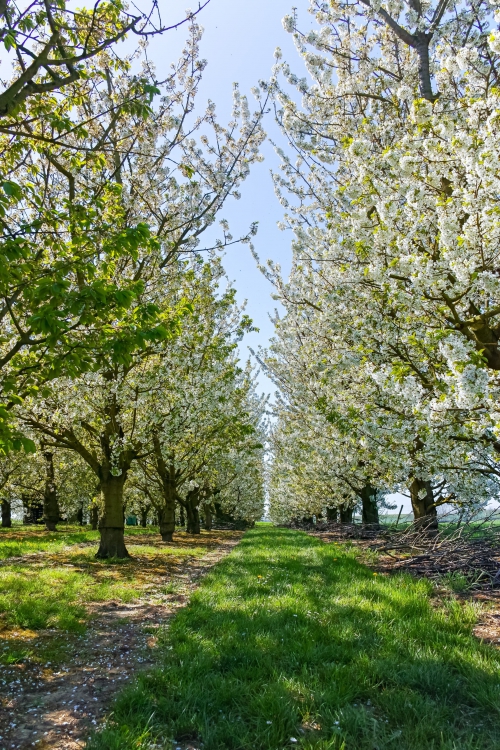 Het Grand-Cru landschap van Haspengouw