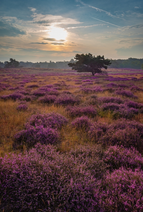Wandelen van Warnsborn tot Westerheide