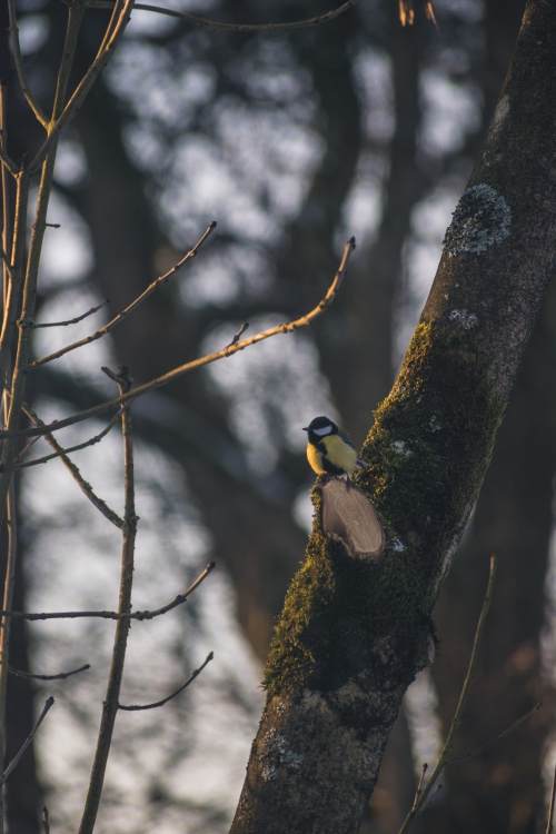 Dwalen door Drenthe 