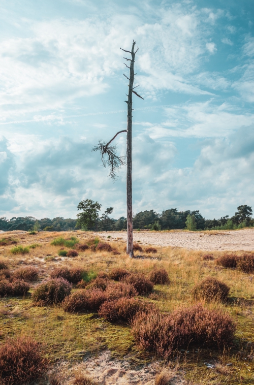 Dwalen door de Loonse en Drunense Duinen