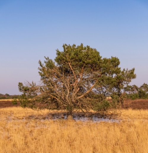 De Herbertusbossen tussen Klooster en Kasteel