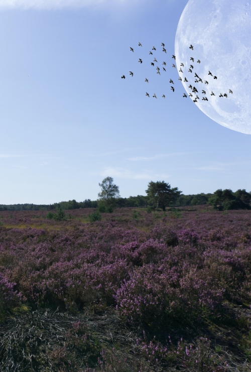 Smokkelen over de Strijbeekse Heide
