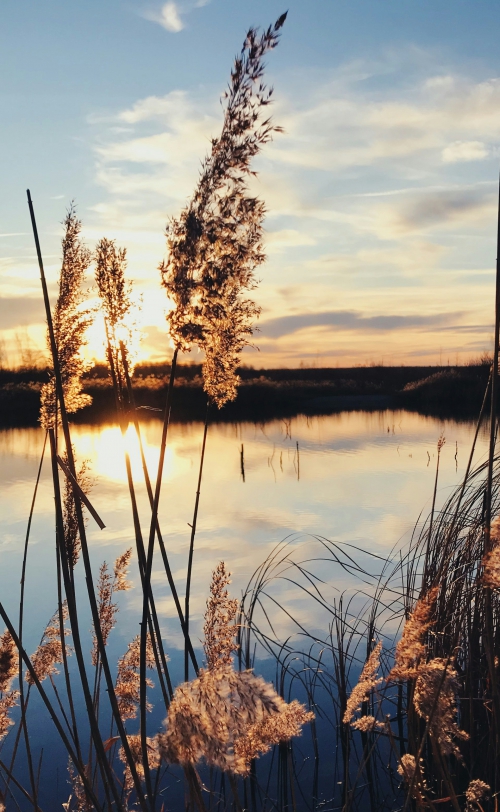 Wandelen in het Maasland